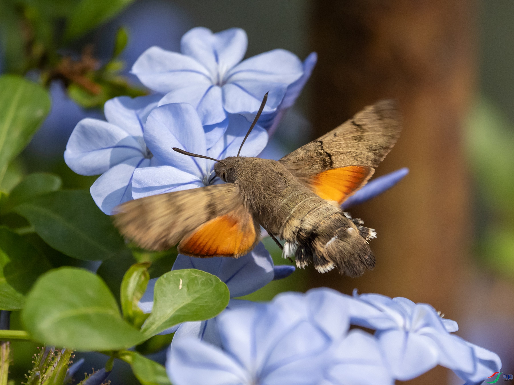 ����ӥ��