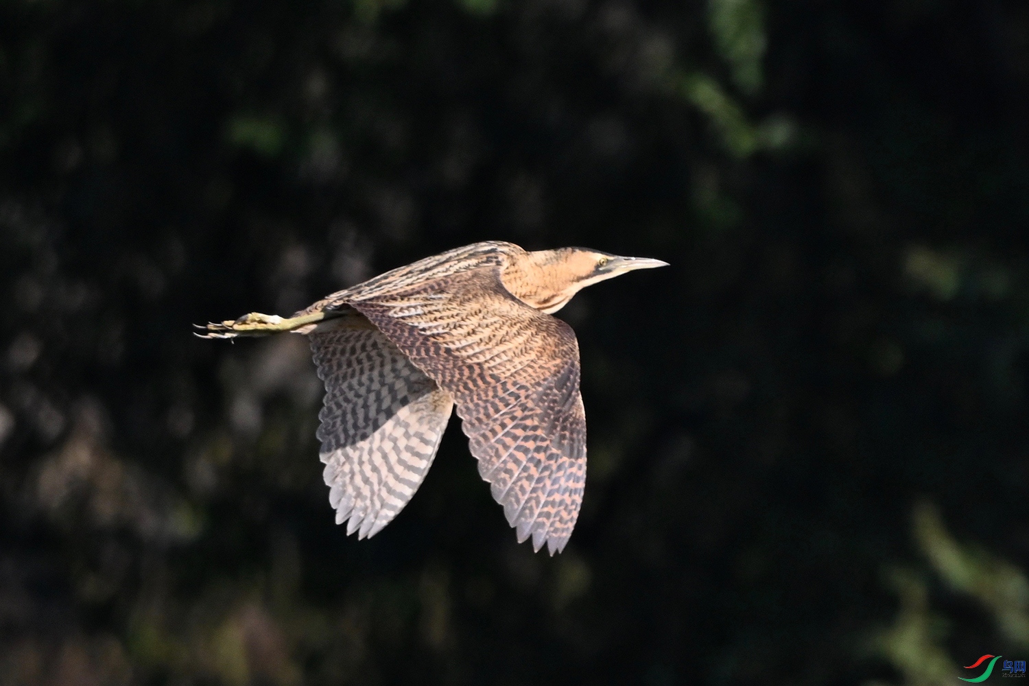 DSC_7181.jpg