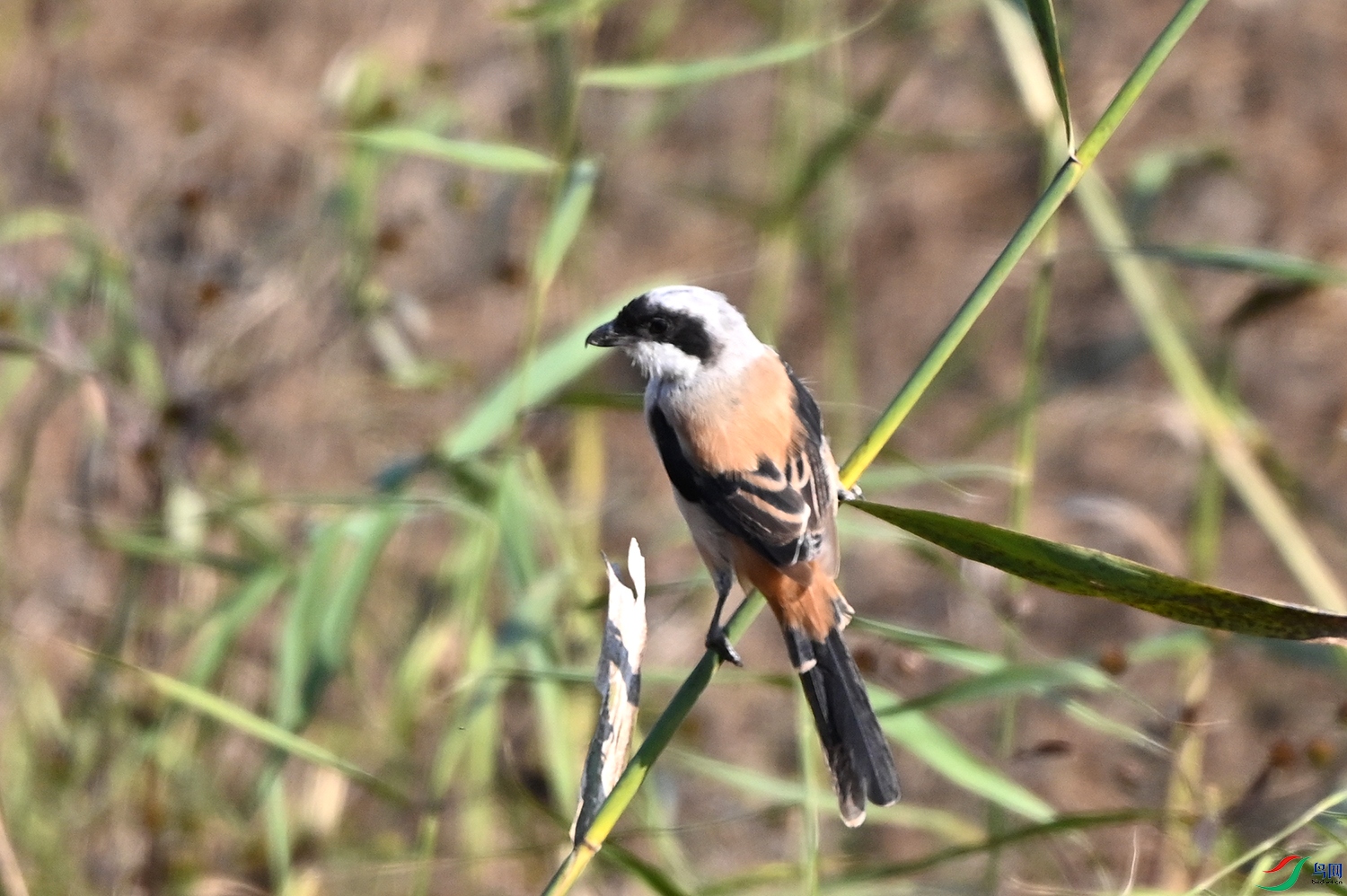 DSC_6782.jpg