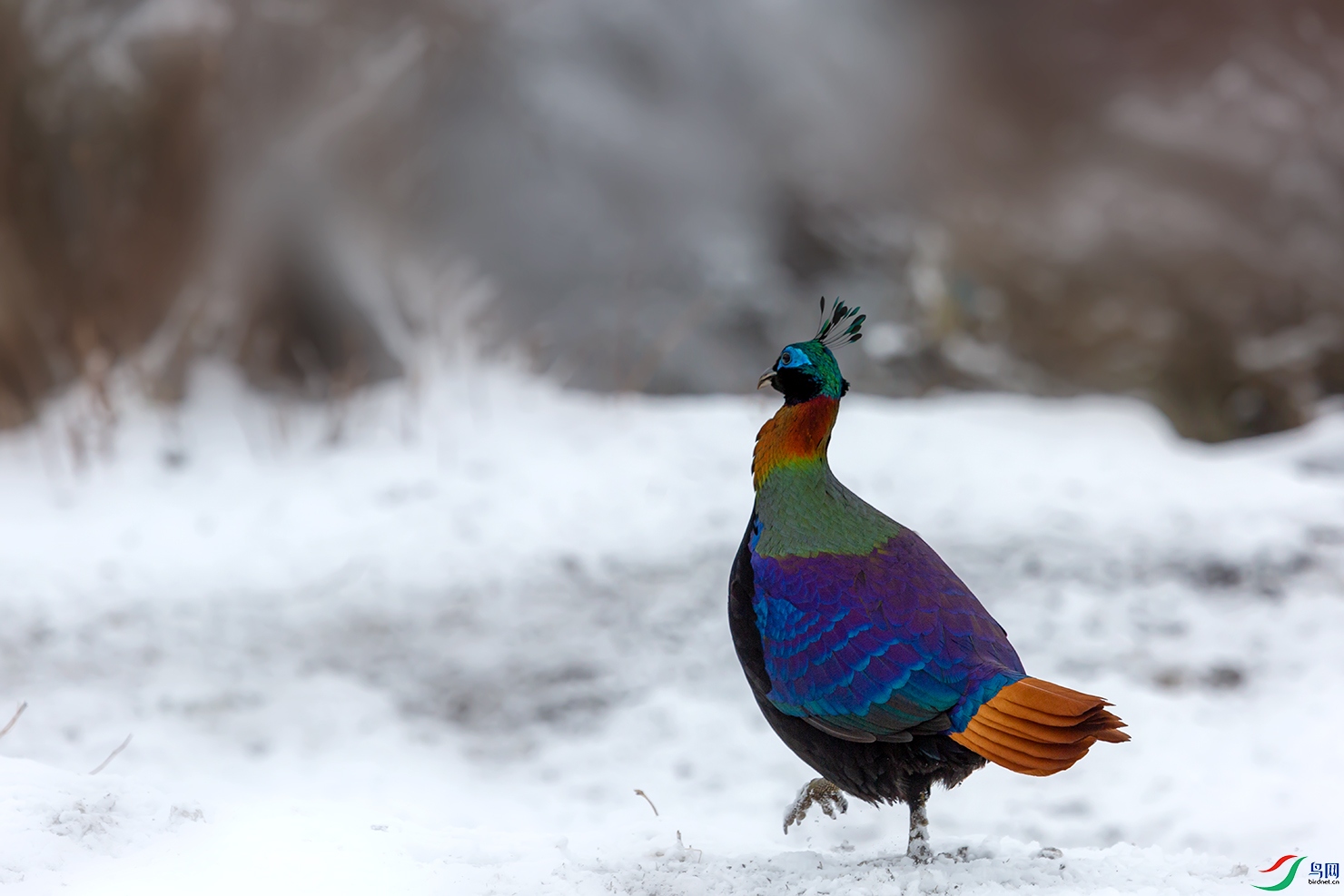 ��β����