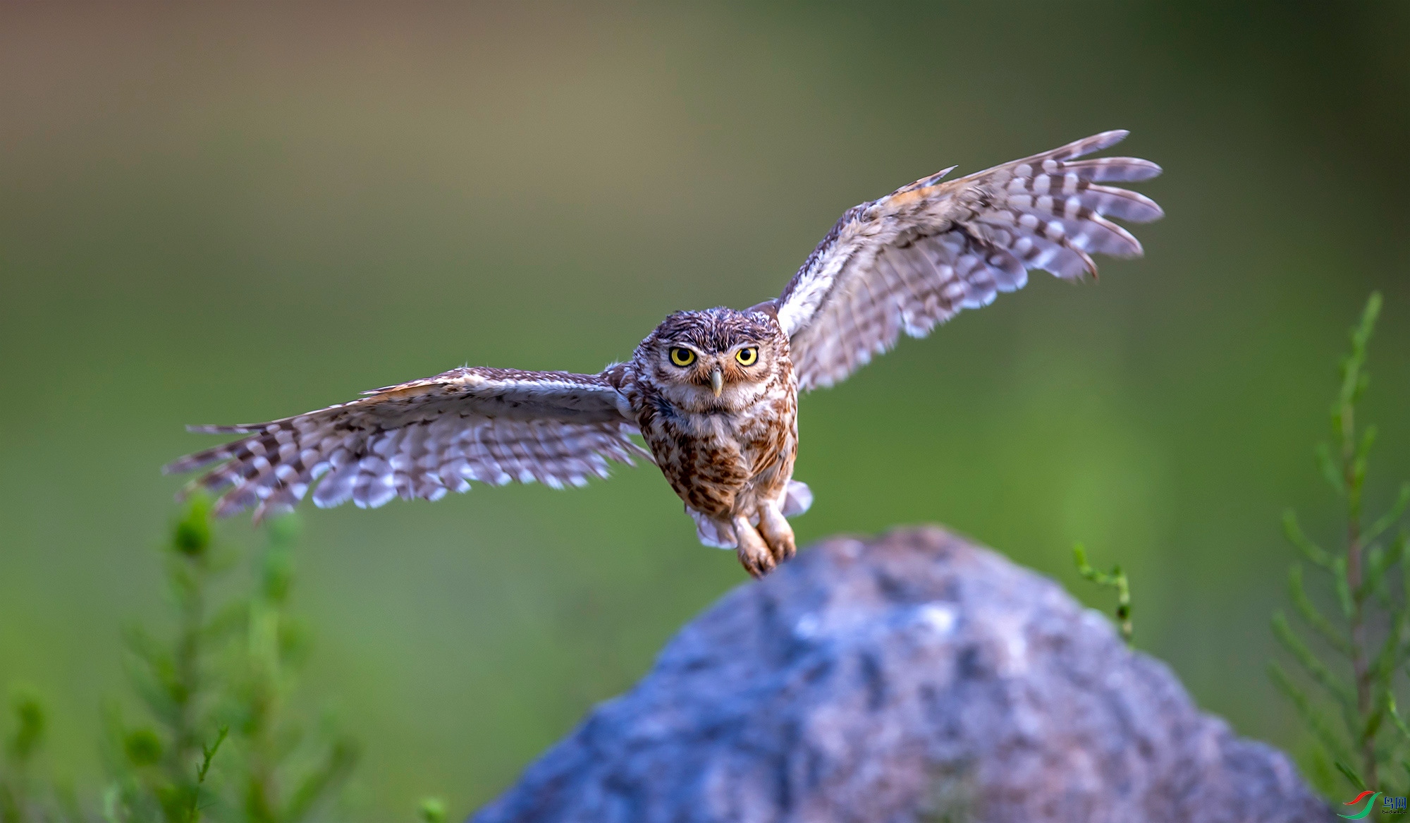 ���Ƹ�С�^