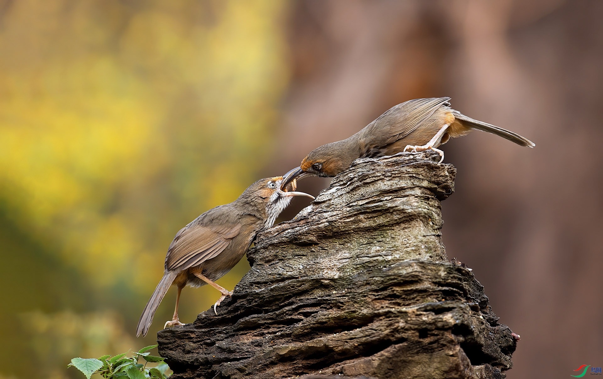 DSC_1529.jpg