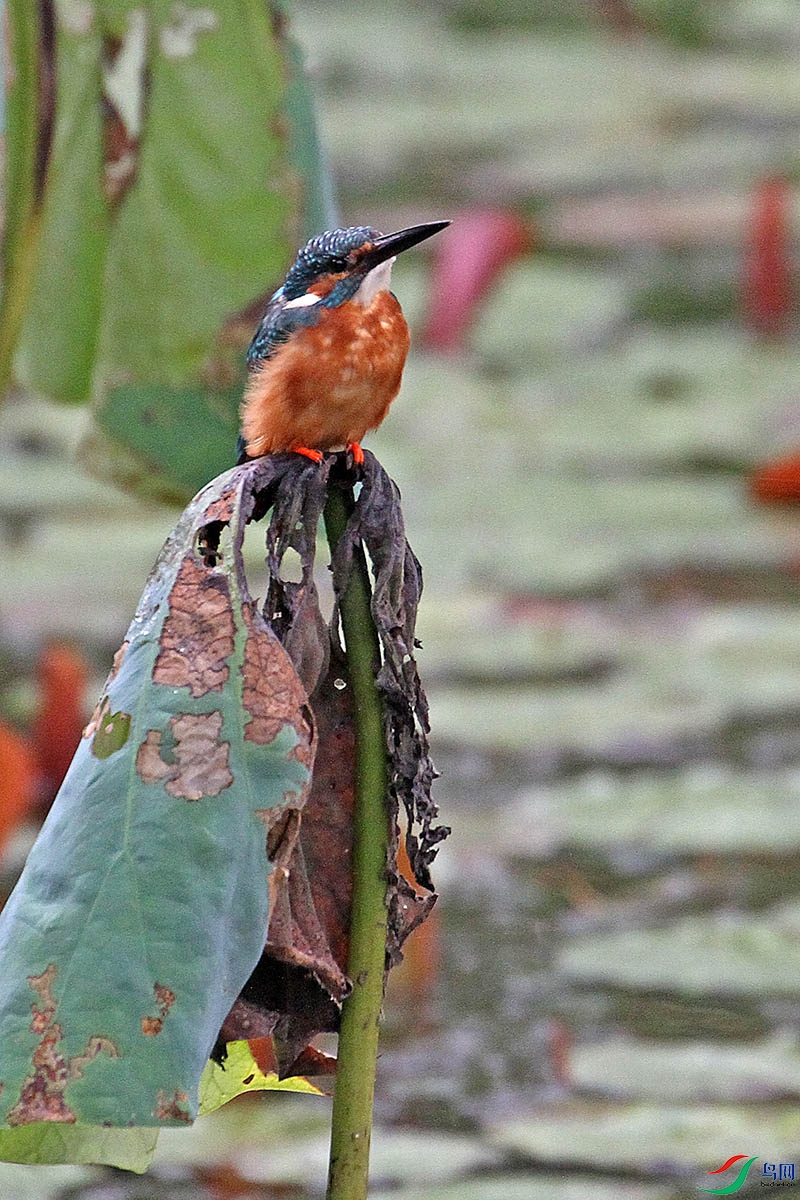 IMG_9008.jpg