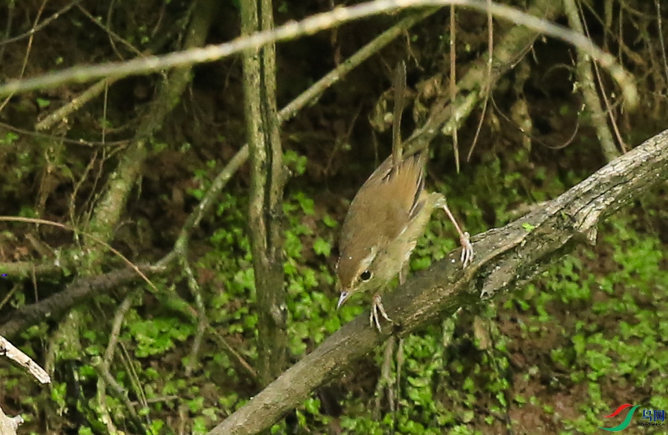 �Ͼ���ɽ (13)����.jpg