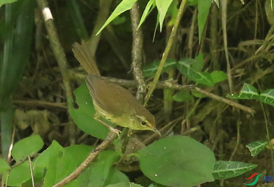 �Ͼ���ɽ (8)����.jpg