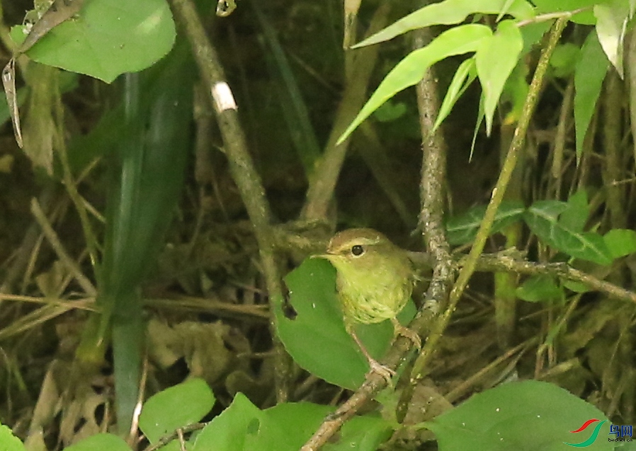 �Ͼ���ɽ (4)����.jpg