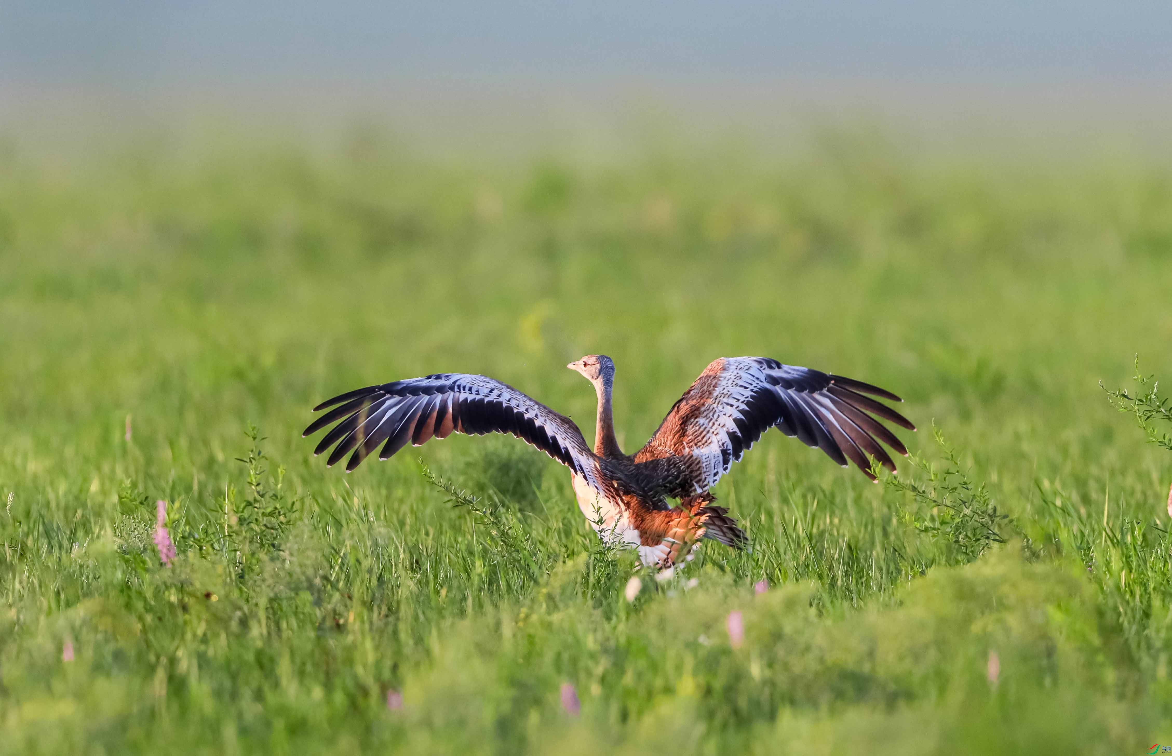 �����ı�Ӱ