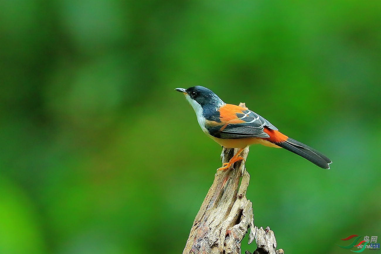 �����۽�  ��ʦ����������ʡ�º���徰���������� ӯ����.jpg