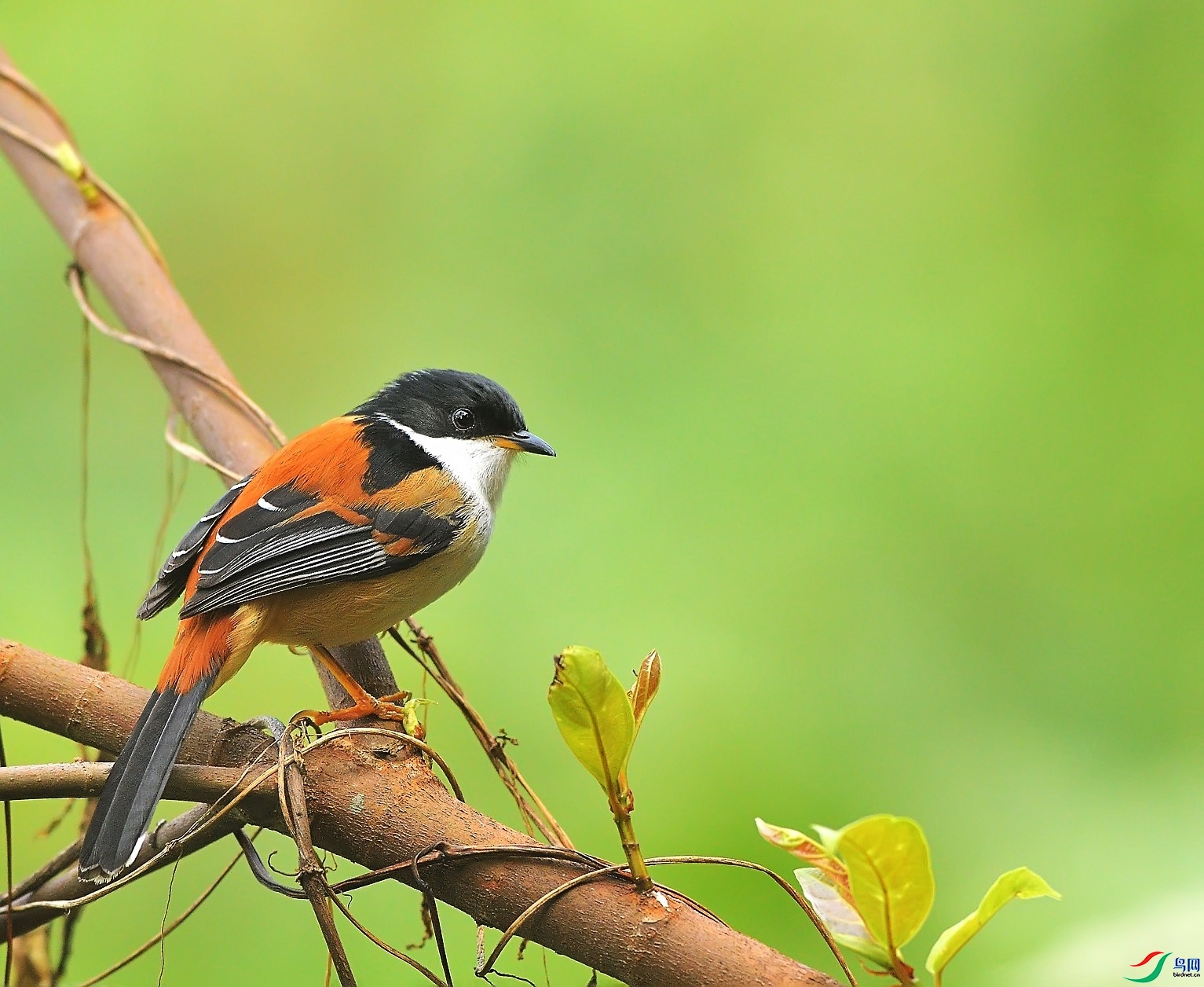 �����ɹ�  ��ʦ����������ʡ�º���徰����������ӯ����.jpg