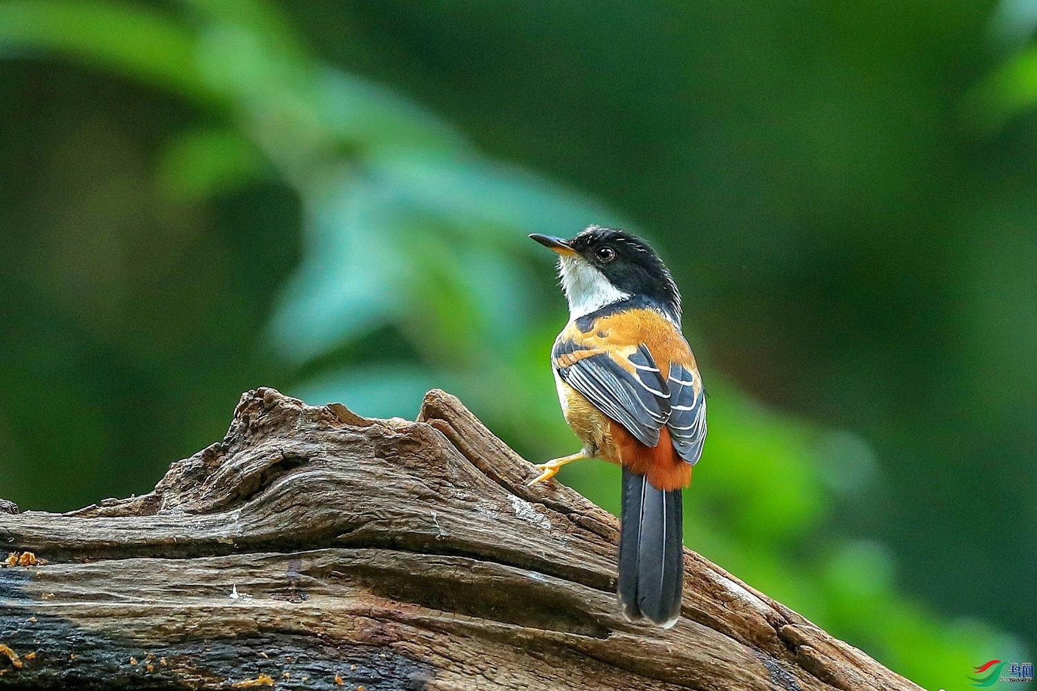 ����׽Ӱ  ��ʦ����������ʡ��ɽ���ڳ���0.jpg