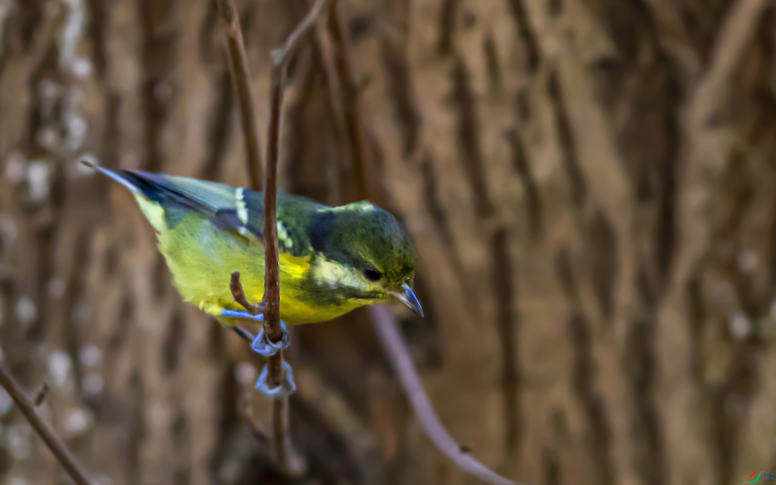 _S7I8538--1 �Ƹ�ɽȸ.jpg