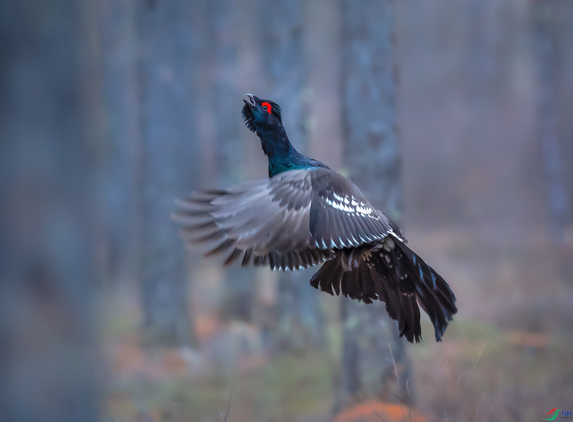 _WBO1166-W.jpg