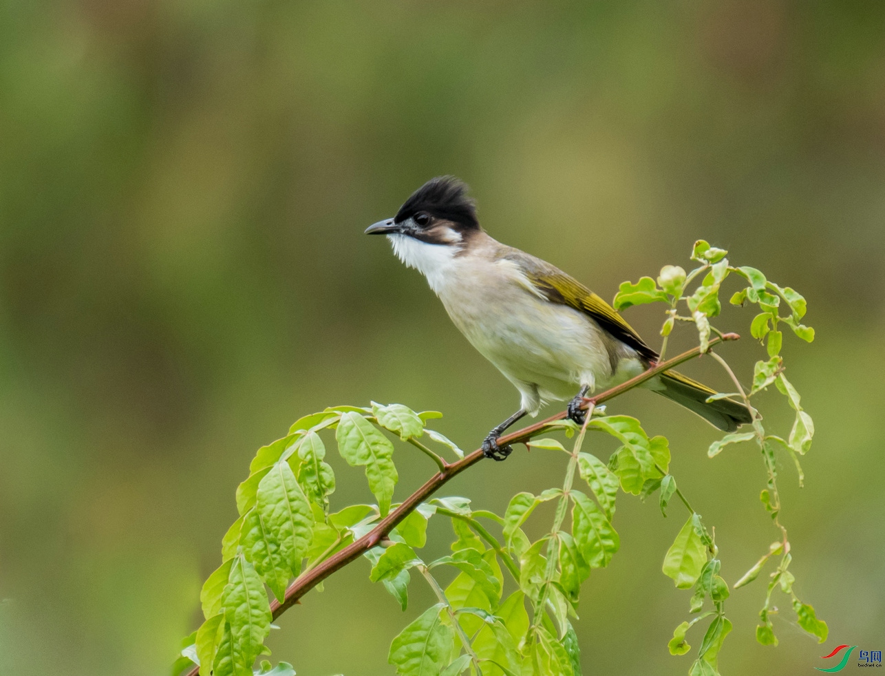 树枝顶上鸣叫的《台湾鹎》