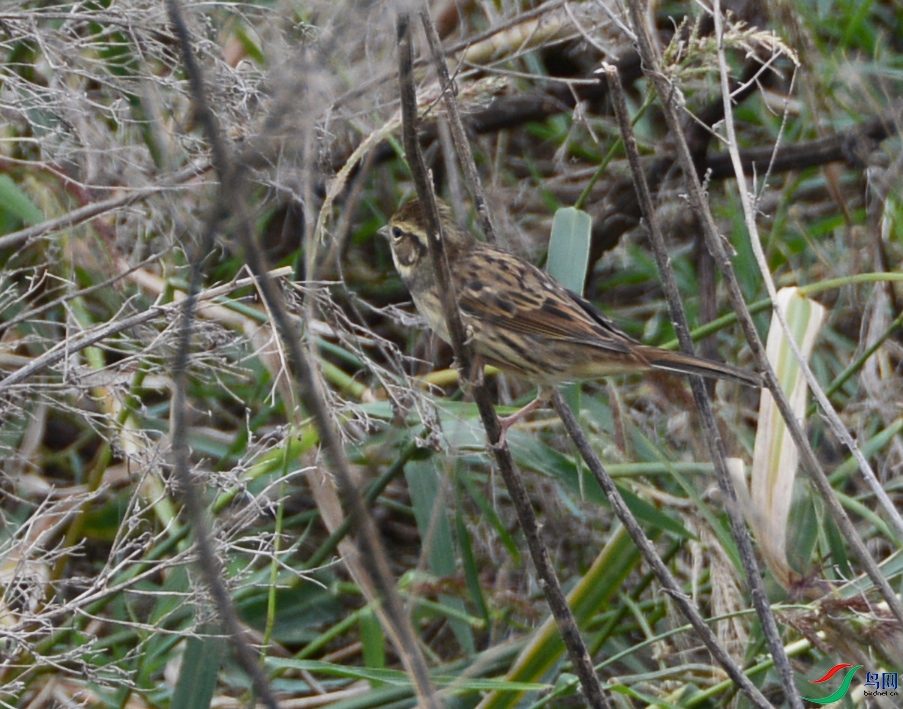 DSC_1826.JPG