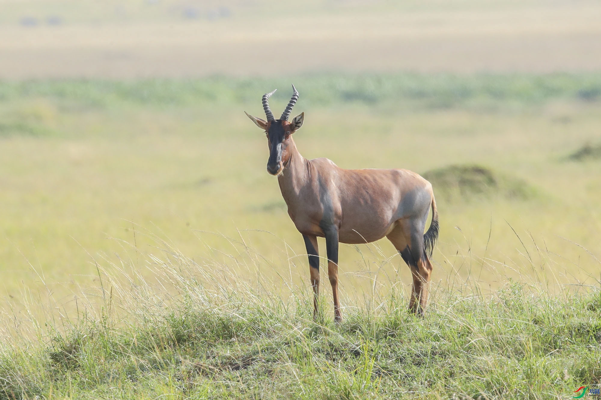 ת����ţ    (4).jpg