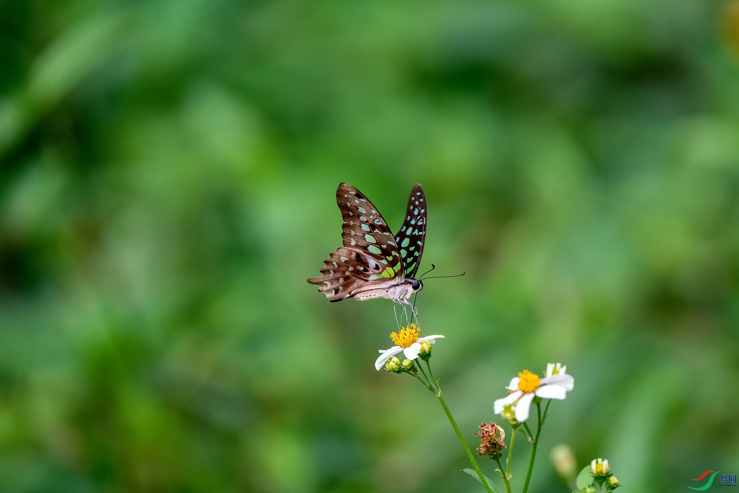 DZ_09950.jpg