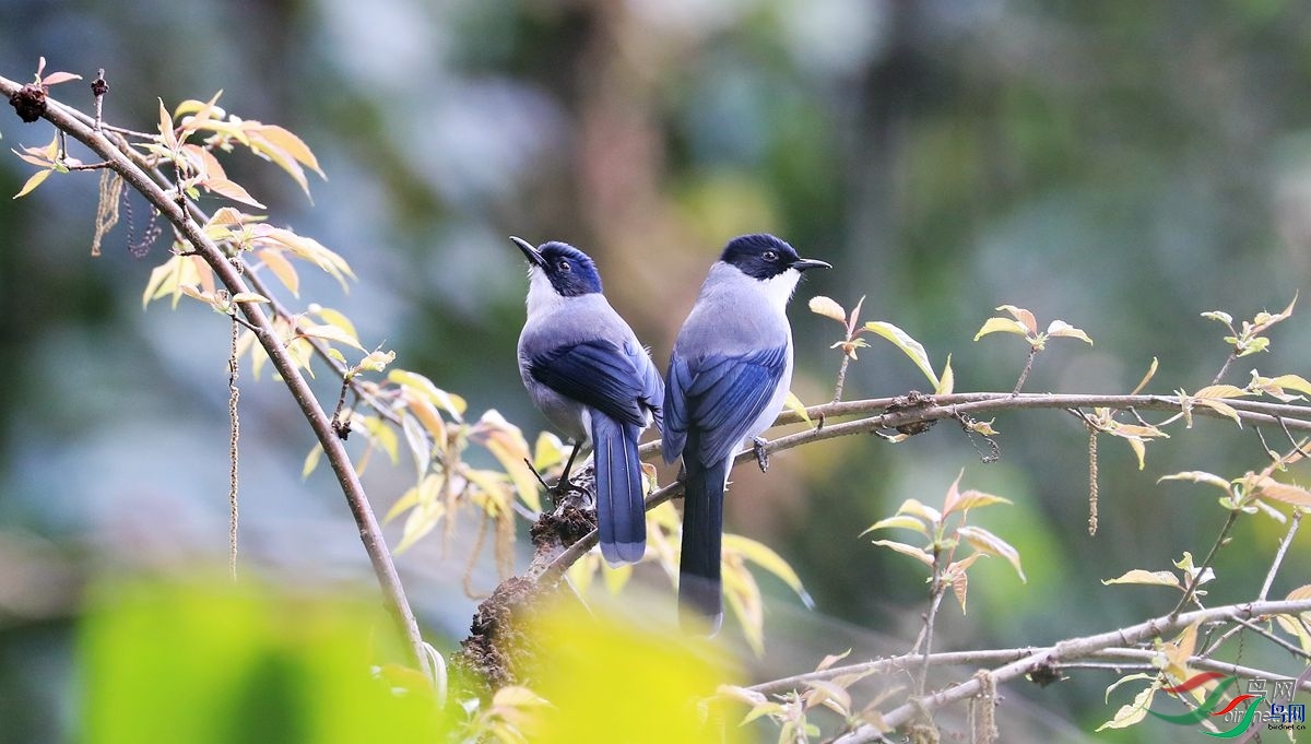 ЦЦ��ү   ��ʦ����.jpg