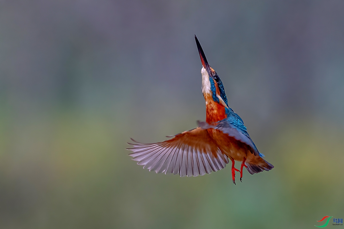 DSC_7797ABC.jpg