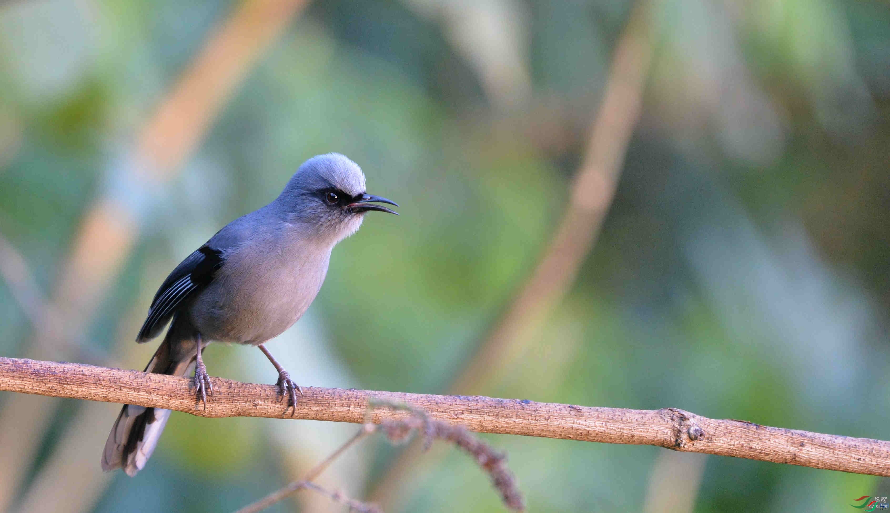 ����뻳  ��ʦ����������ʡ��ɽ��.jpg