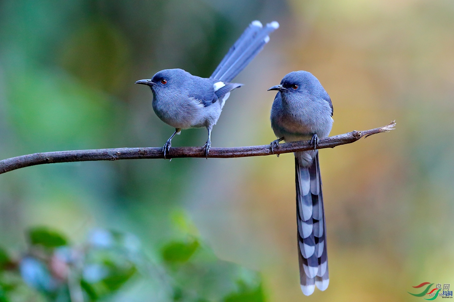 ��������  ��ʦ����������ʡ��ɽ�� ������ľ��������������.jpg