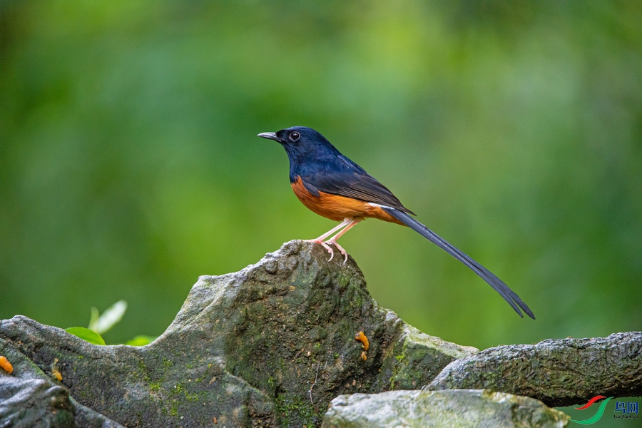 DSC_7608a.jpg