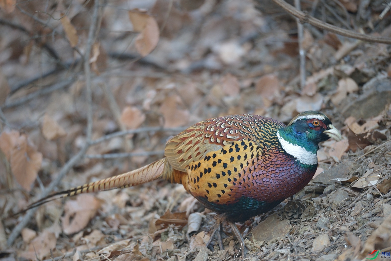 DSC_6574.jpg