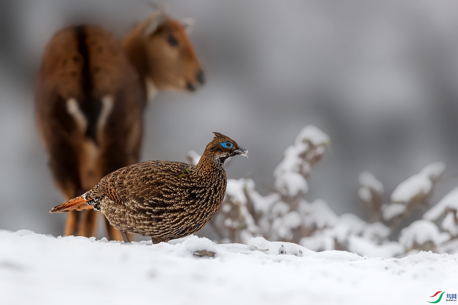 ��β����