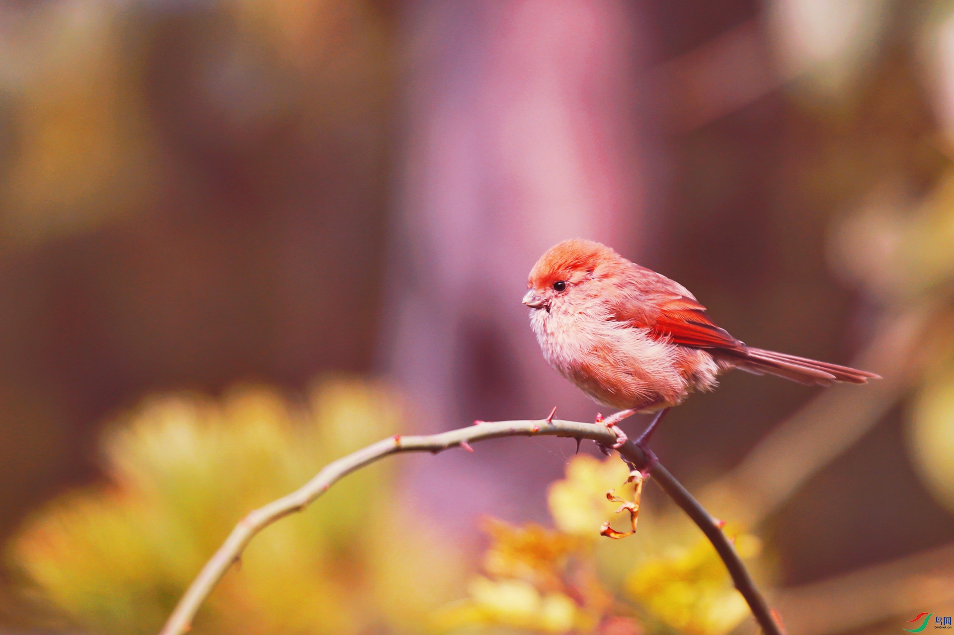 霜降天高云淡望断南飞燕