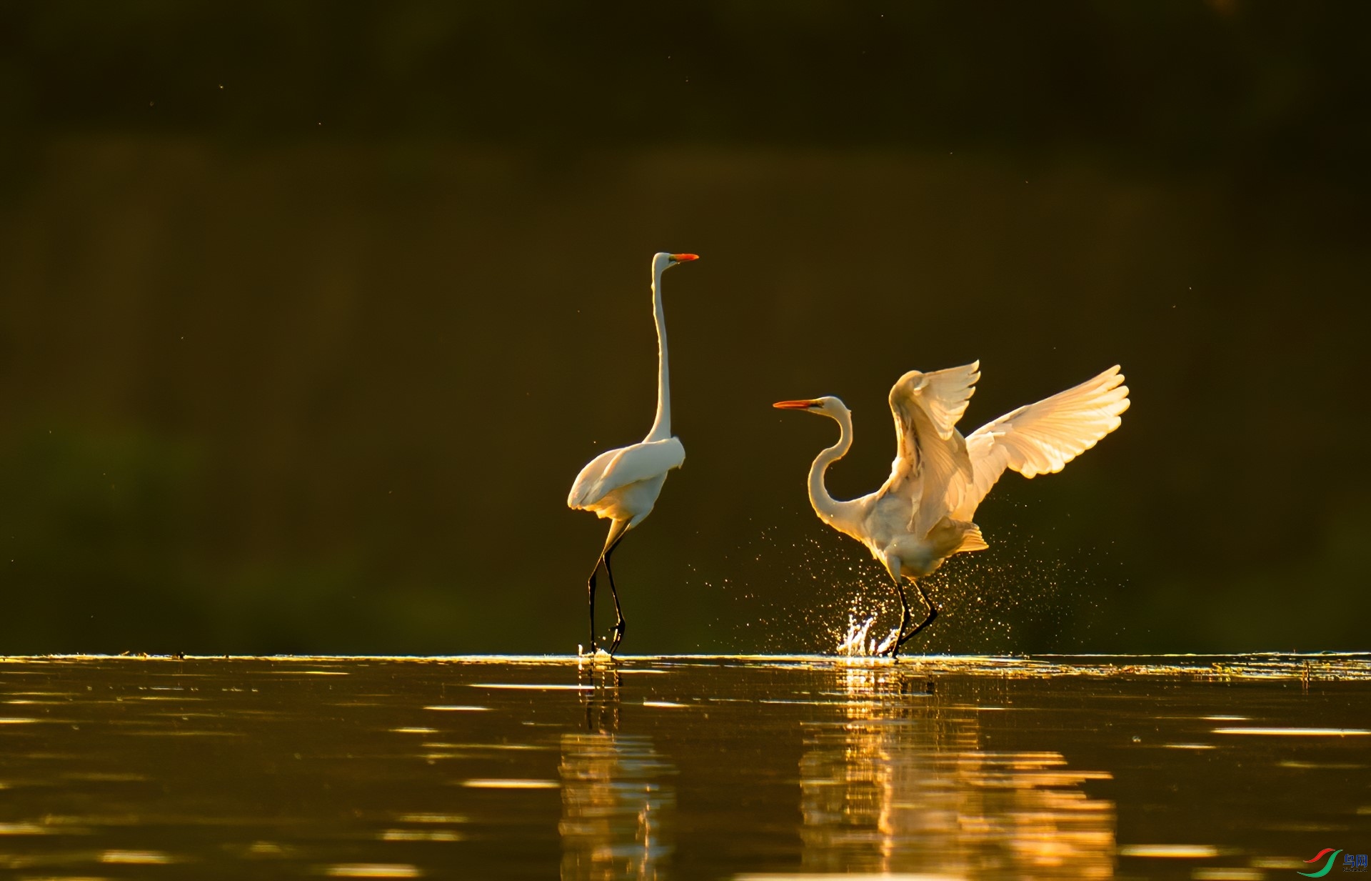 DSC05241-denoise-denoise (1).jpg