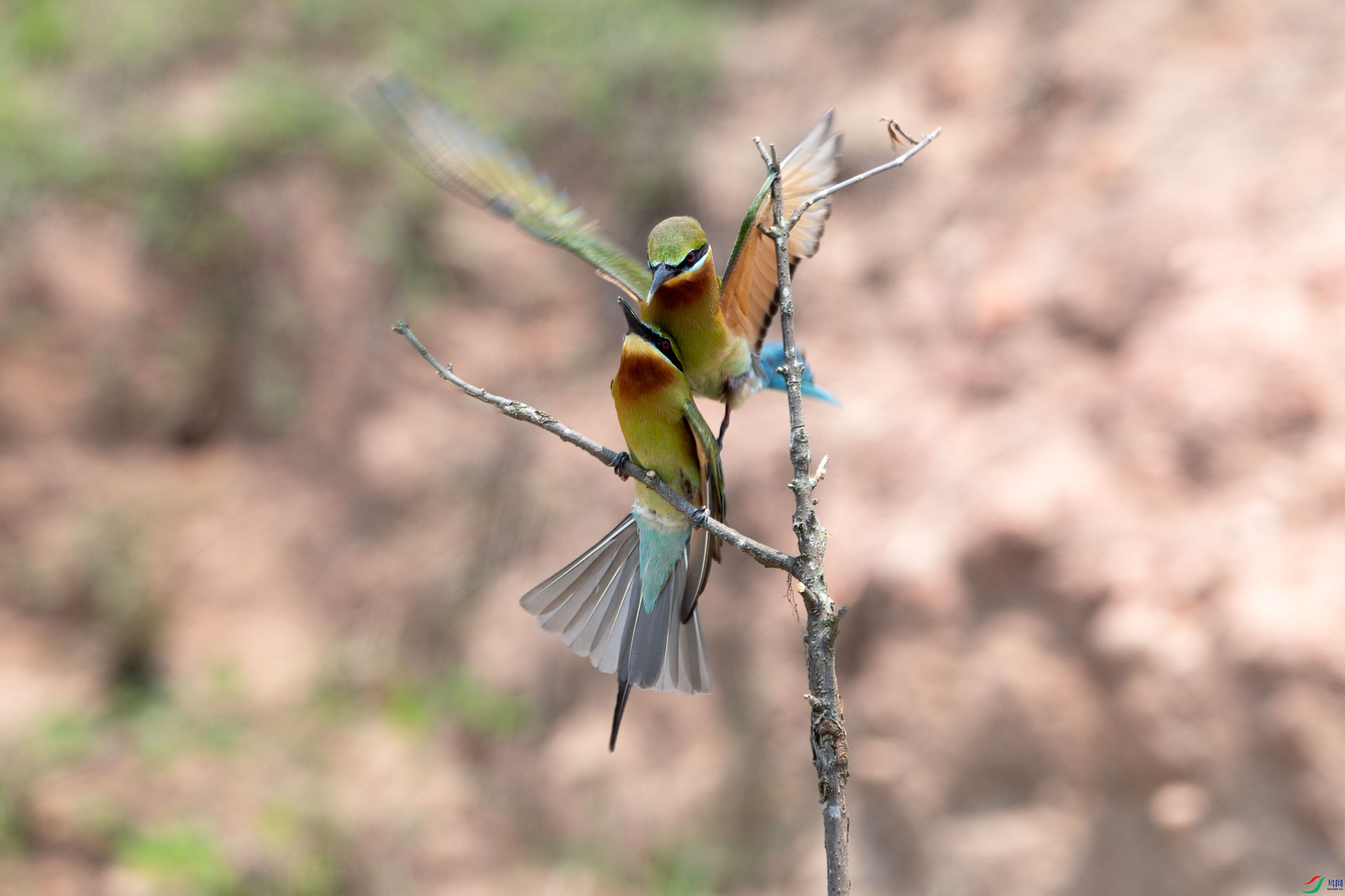 DSC_1396_1.jpg