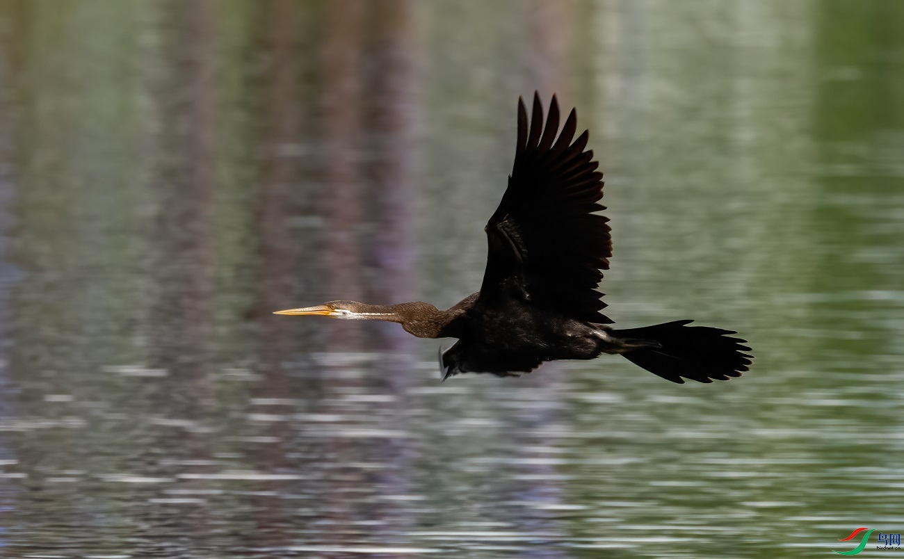 �ڸ�����