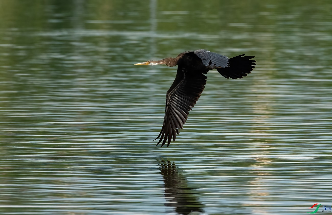 �ڸ�����