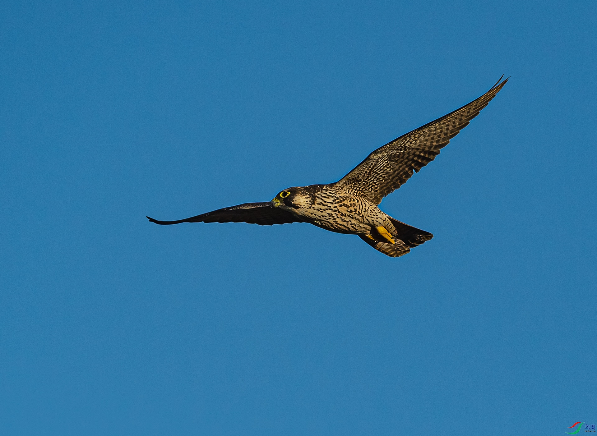 DSC_7385.jpg