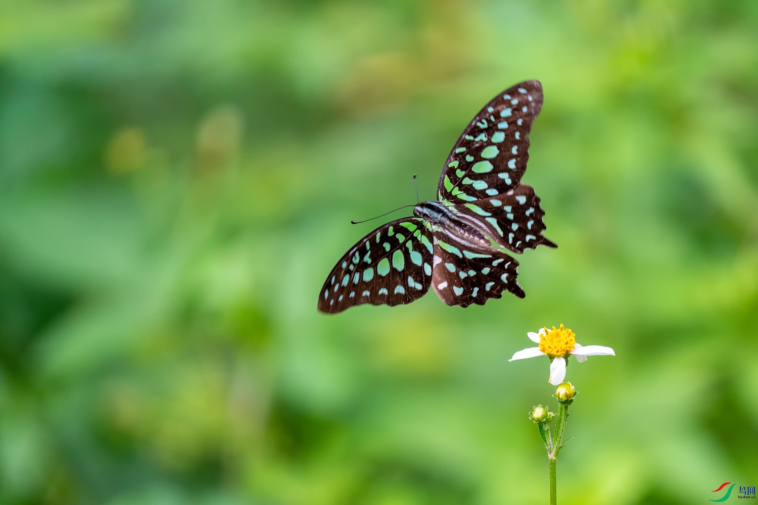 DZ_09963.jpg