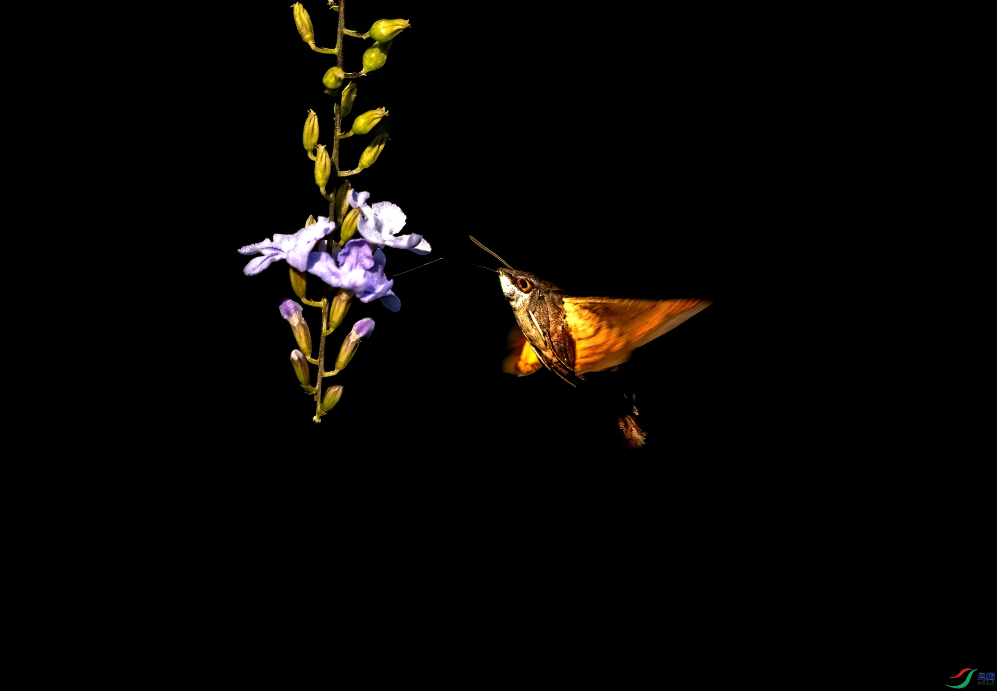 DSC_6153_����.jpg