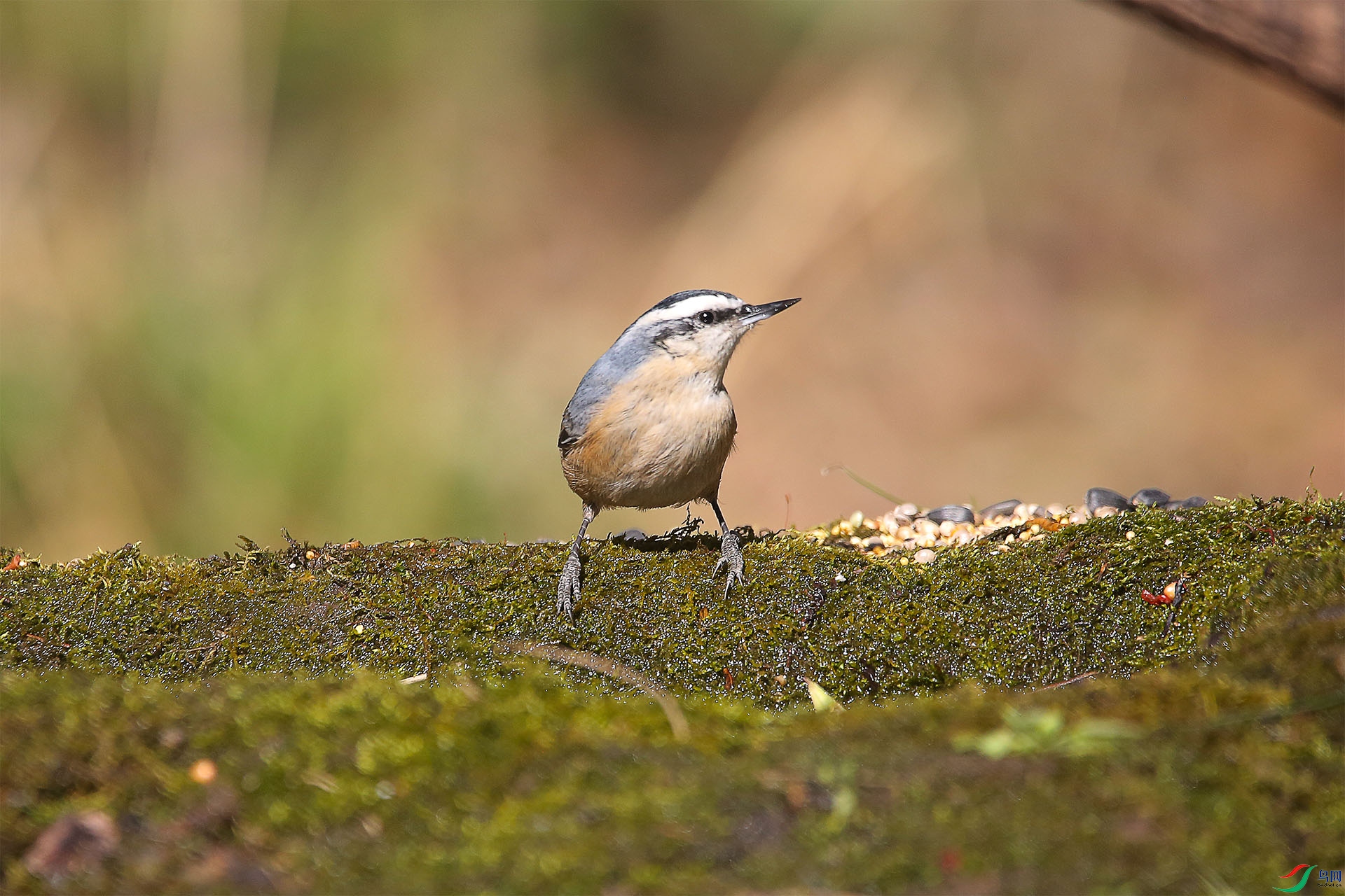 霜降日首拍黑头鳾