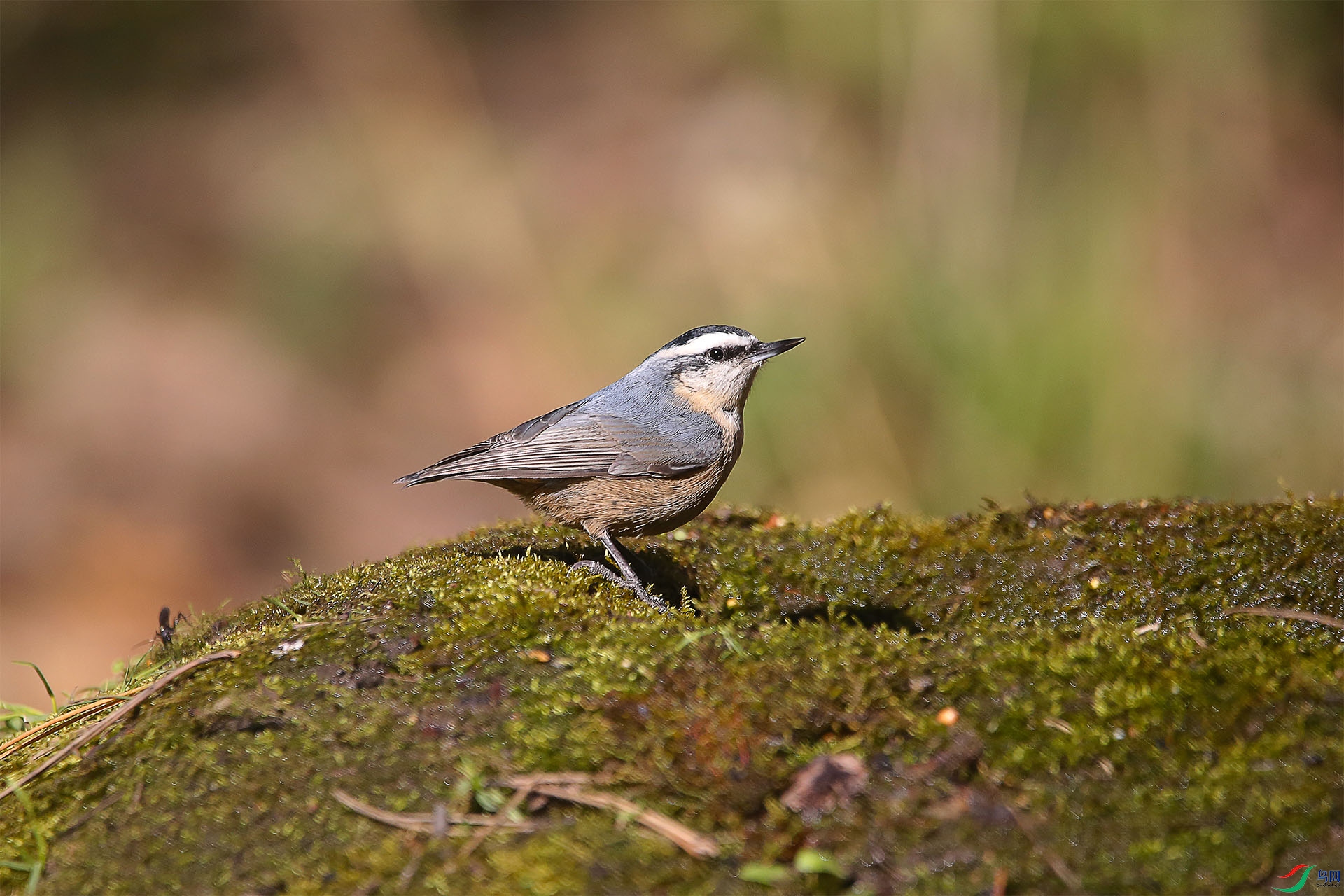霜降日首拍黑头鳾
