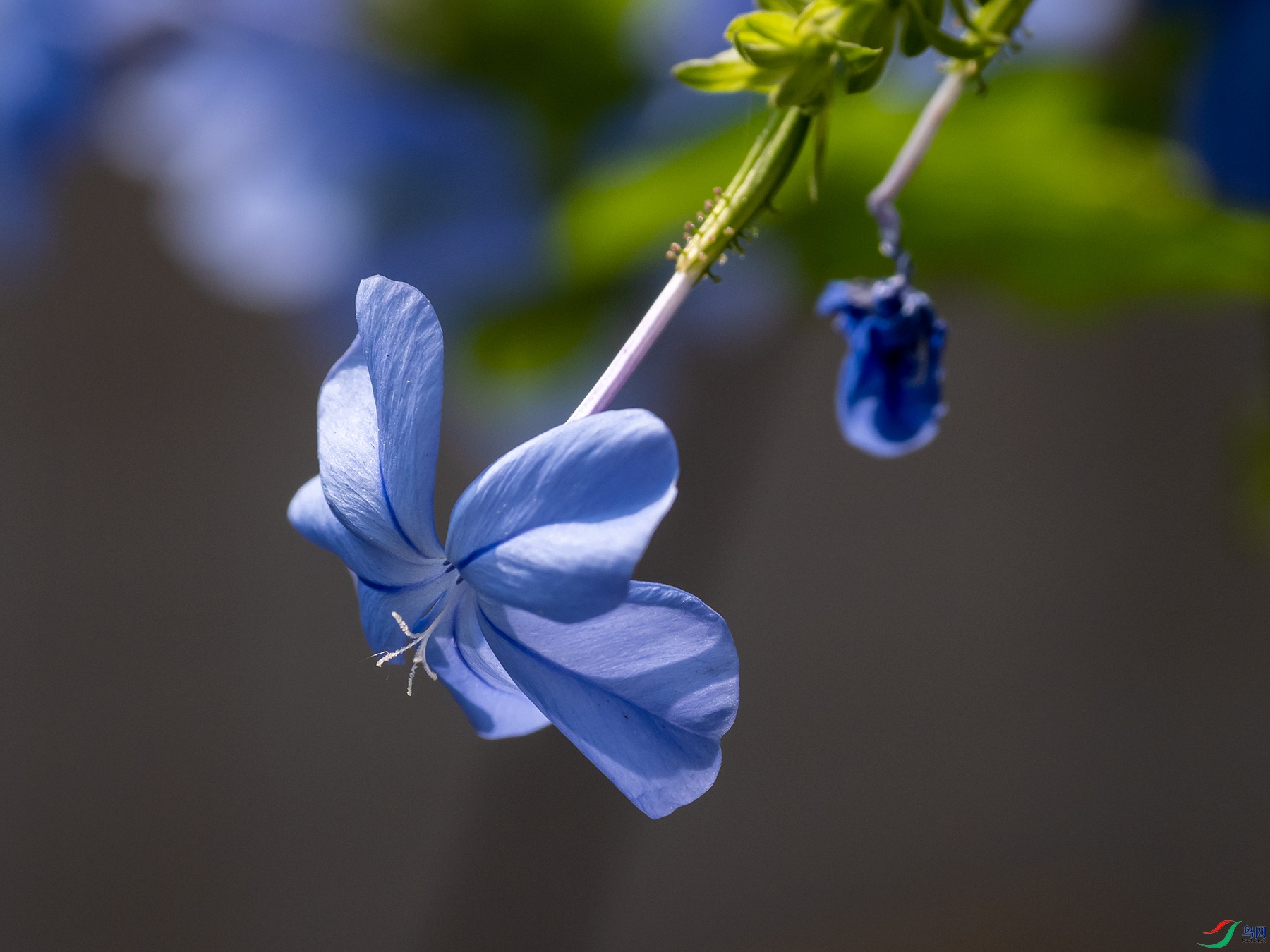 ϸ����ѩ��