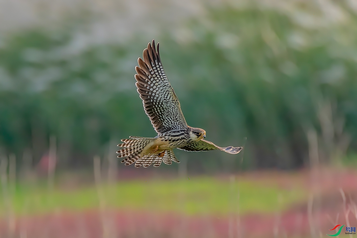 DSC_9848ABC.jpg