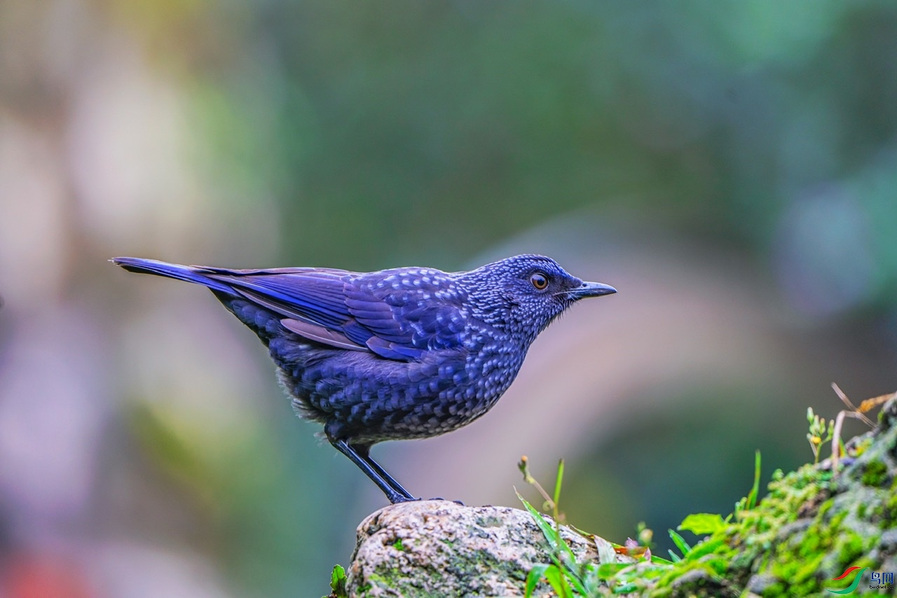 1BE78F0E-6676-41F0-B3F7-C8718E376AA4.jpeg