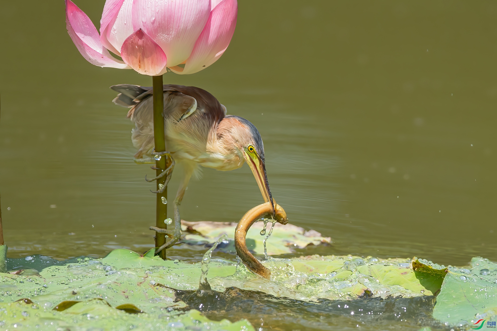 无法逃脱的猎物在此刻被凝固成永恒;花与鸟,鸟与鱼组成了一个既相互