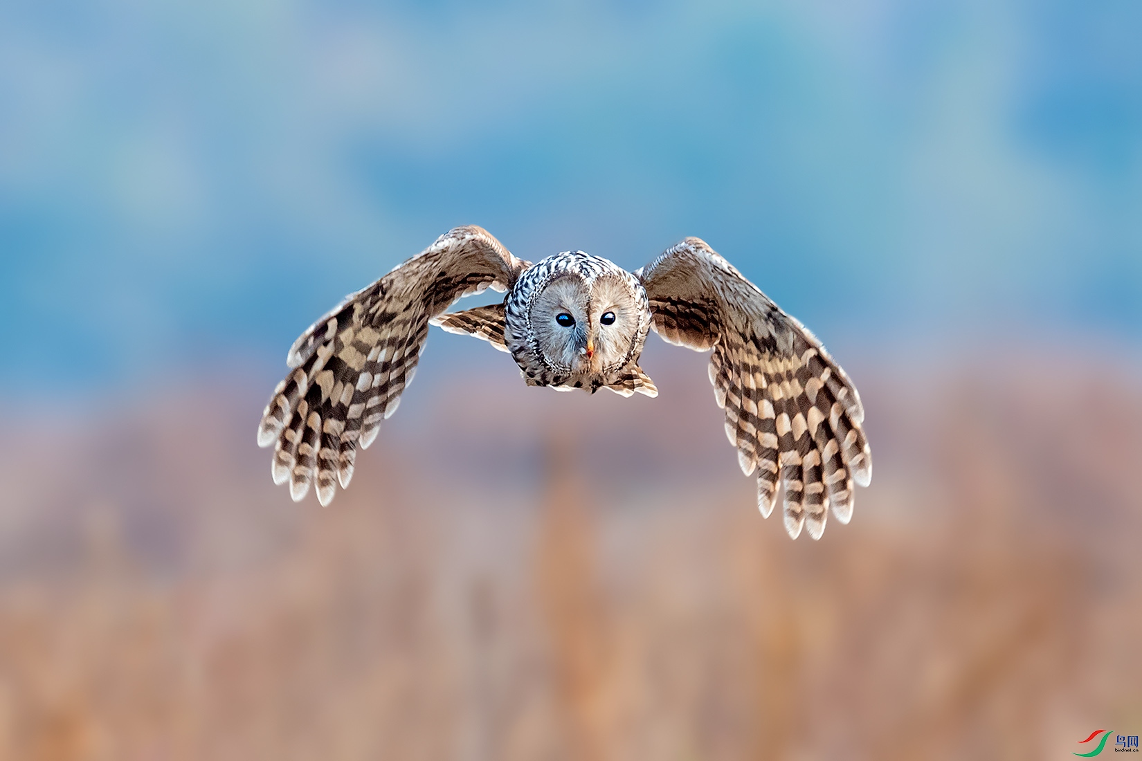 DSC_1325-a.jpg