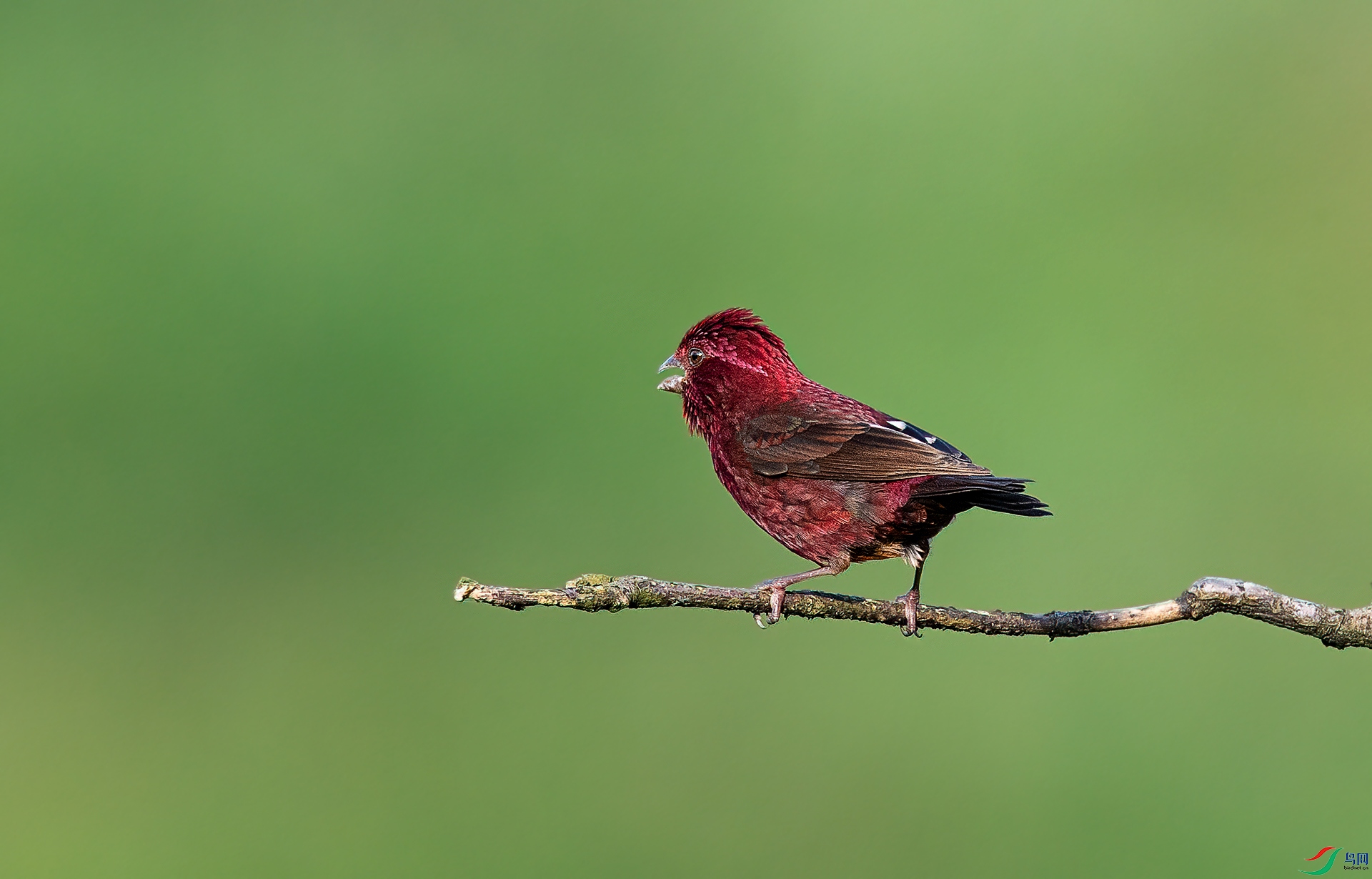 酒红朱雀——呼唤!