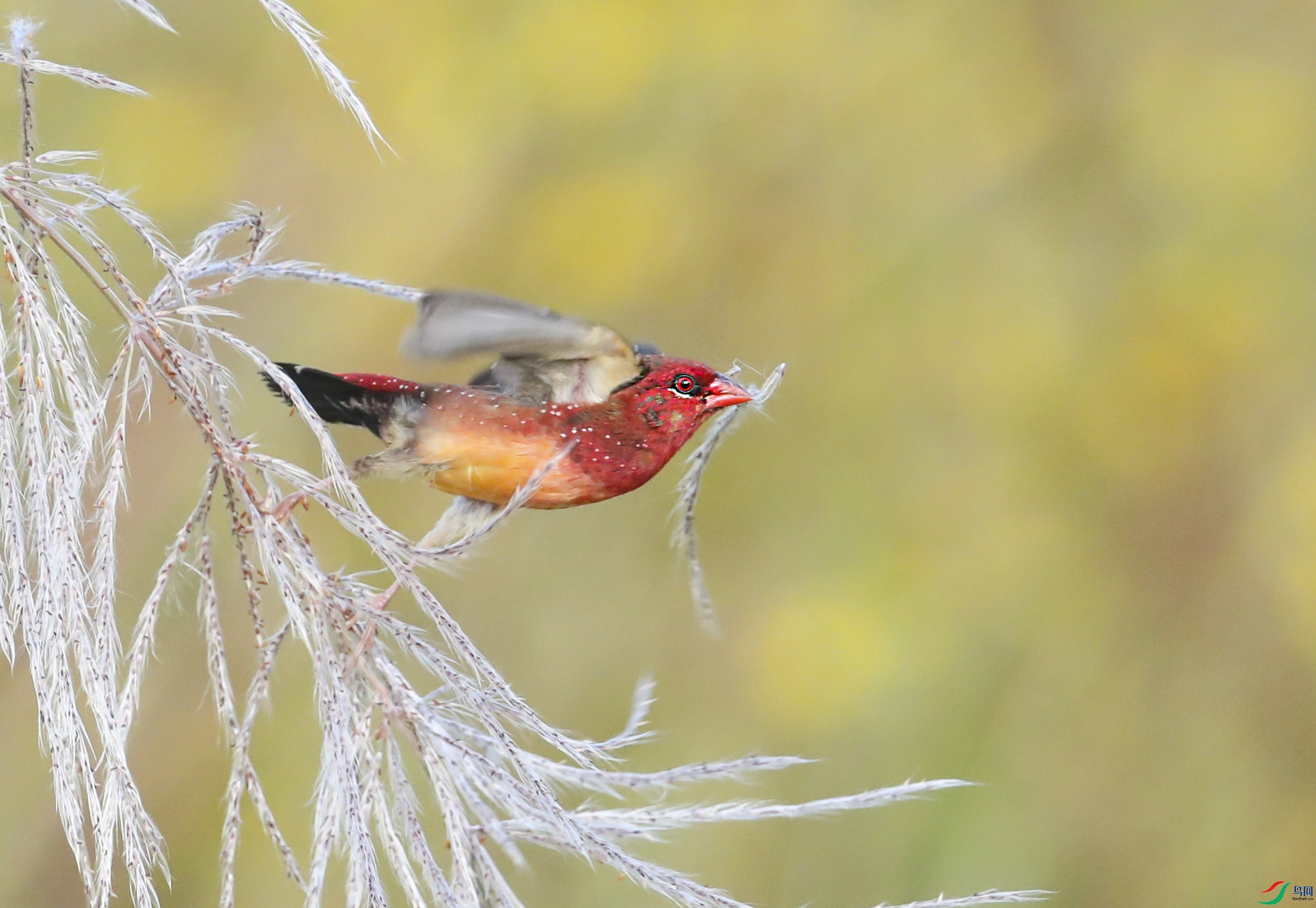 BT1I0229��jp�� (11).jpg