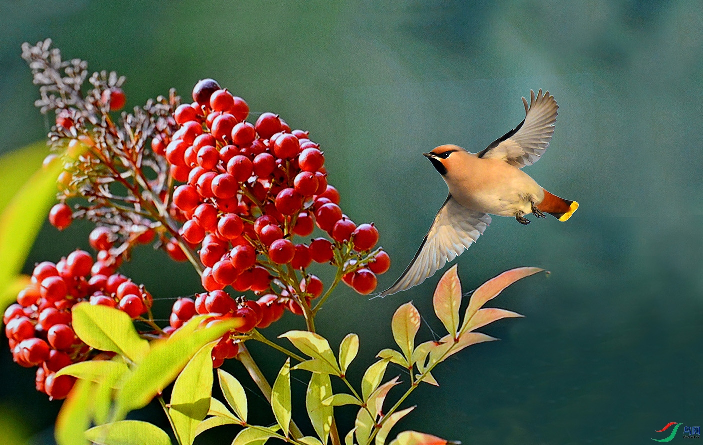 5.��ʢ����ʳ-̫ƽ��4593AM.jpg