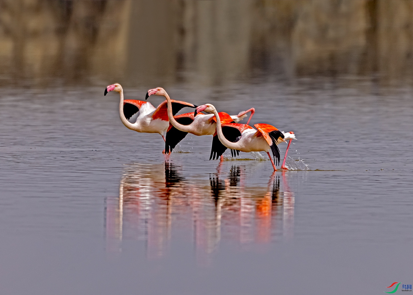 233A4153 - ����.jpg