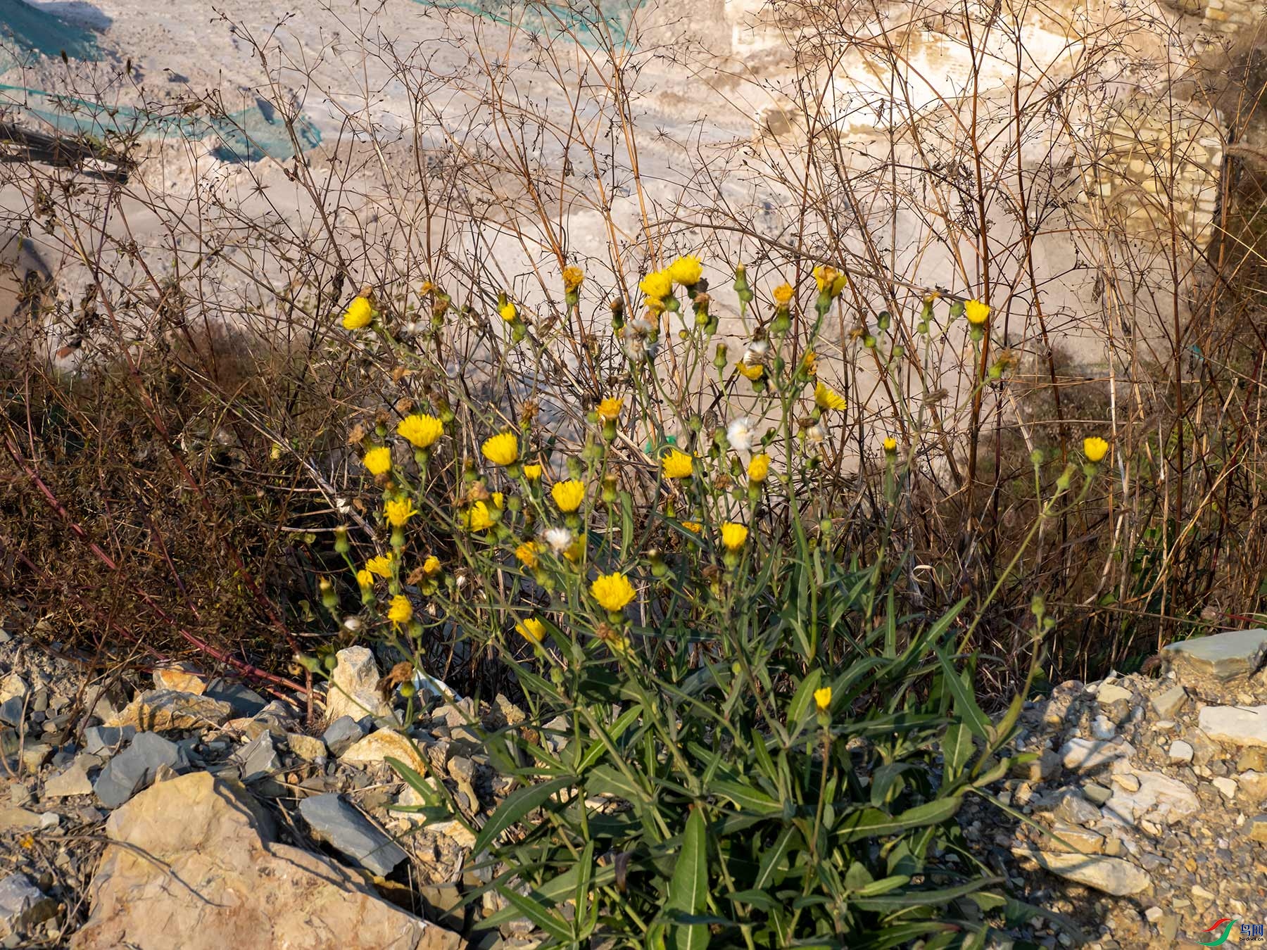 ���ѿ��Ĳ�