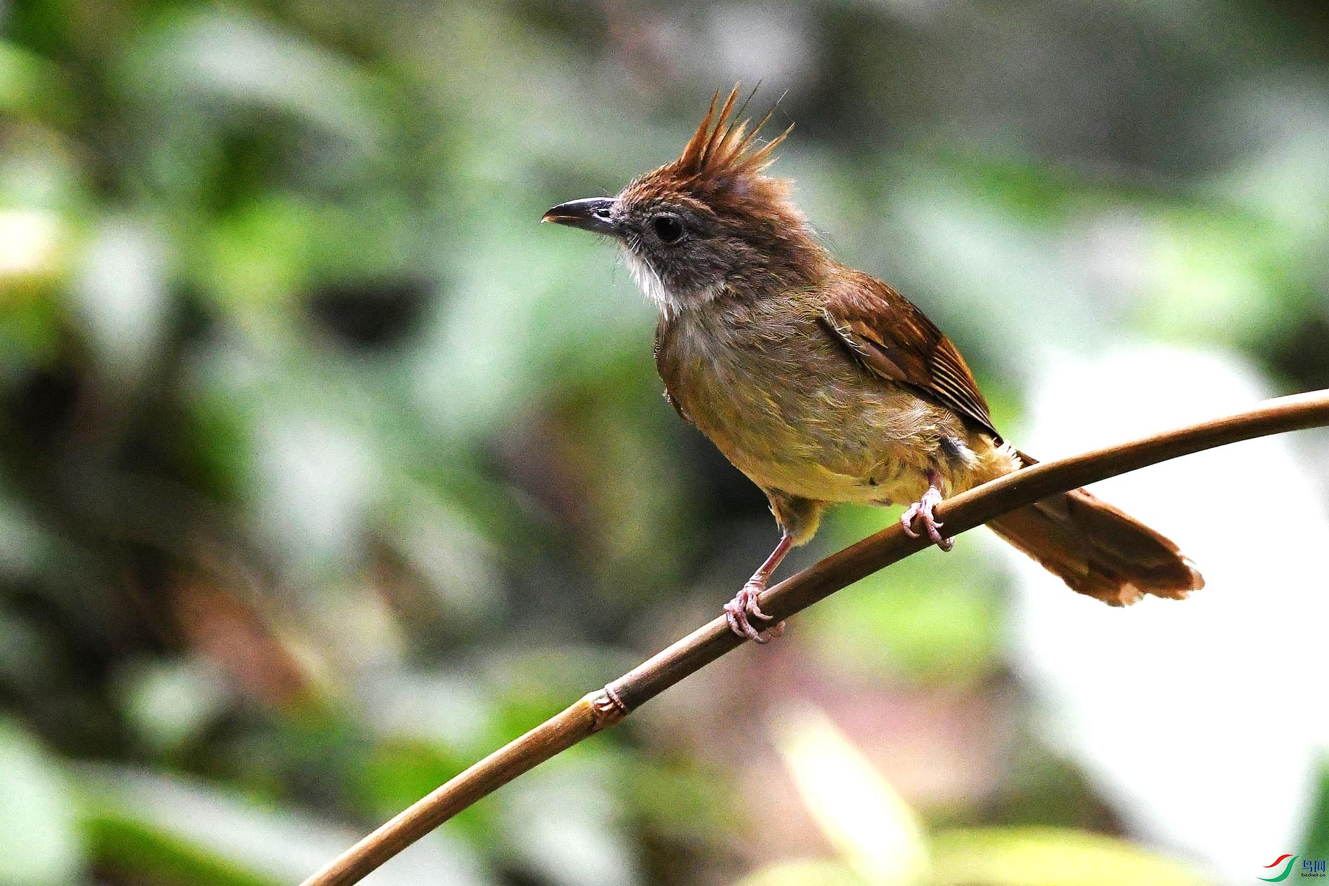 NIKON D5001210_����.jpg