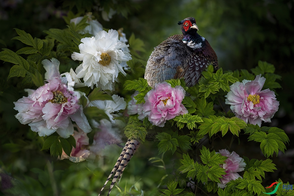 DSC_3347.jpg