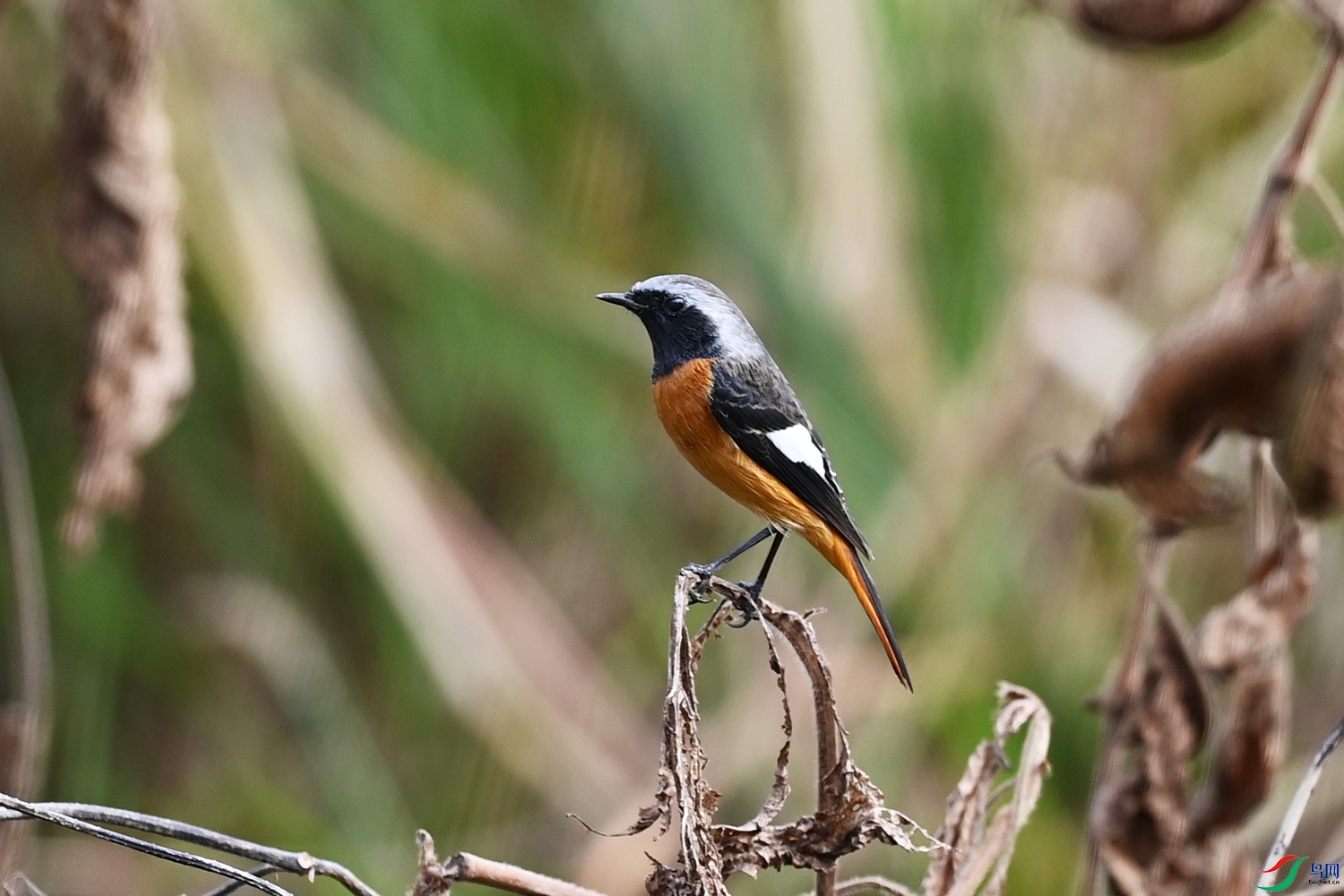 DSC_3948-1.jpg